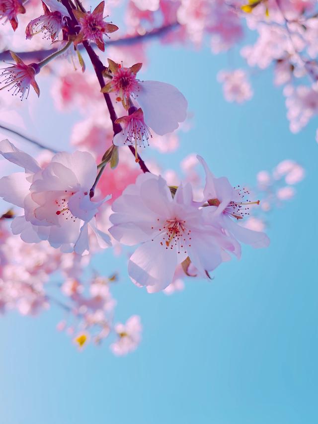 cherry blossoms